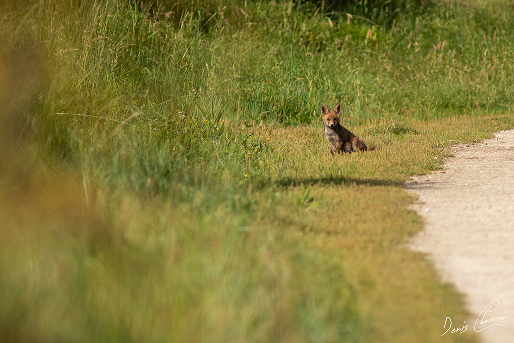 Renardeau sur un chemin